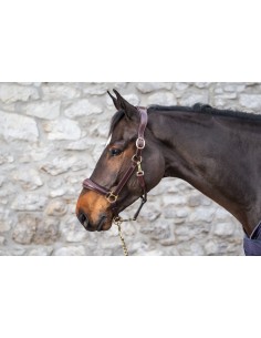 Licol Cuir DY'ON