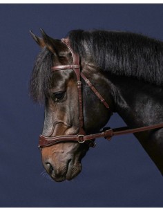 Bridon D Motion DY'ON 2