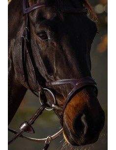 Muserolle X-Fit DY'ON