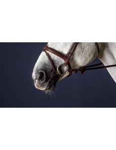 Muserolle Combinée DY'ON