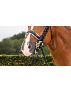 Muserolle Large Vernie Avec... 2