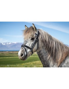 Bridon Muserolle Combinée...