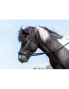Bridon Muserolle Allemande...