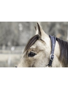 Licol De Transport DY'ON