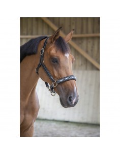 Licol Pénélope Pearl